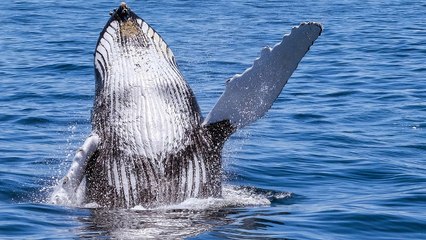 Quand des baleines à bosse protègent les autres animaux des attaques d'orques