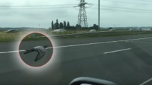 Un pigeon filmé volant à plus de 100 km/h sur une autoroute aux Pays-Bas