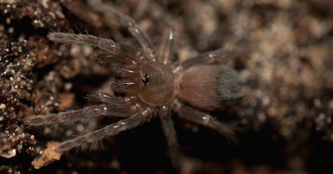Un zoo célèbre la naissance de 200 bébés d'une mygale méconnue, une première mondiale