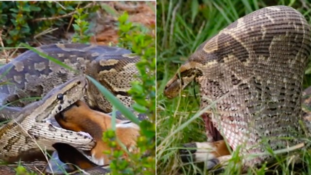 L'impressionnant repas d'un python surpris à engloutir un impala en Afrique du Sud