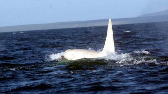 Iceberg, l'orque albinos a été observée dans les eaux russes