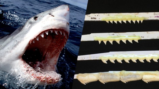 Quand des scientifiques testent la puissance des dents de requins avec une scie sauteuse