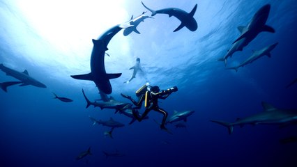 L'Odyssée, un film qui nous emmène sur les traces du commandant Cousteau