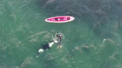 Un kayakiste se baigne avec des orques