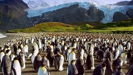 Penguen Kral 3D Dublajlı Fragman