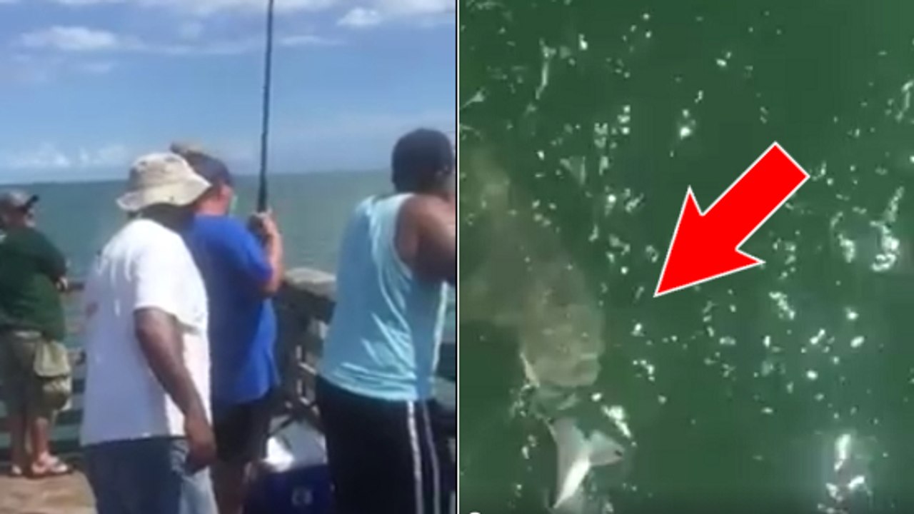 Un pêcheur capture une belle prise... et se la fait aussitôt voler par un énorme requin