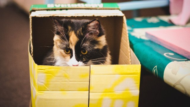 Pourquoi les chats aiment-ils se mettre dans des boites ?