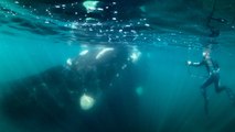 Une équipe capture de fantastiques images de baleines franches australes en plein migration