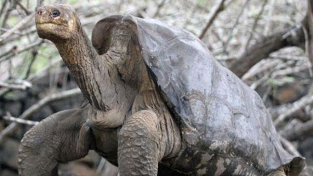 Diego, la tortue accro au sexe qui repeuple son espèce aux Galapagos