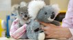Shayne, le petit koala qui se console avec une peluche après avoir perdu sa mère