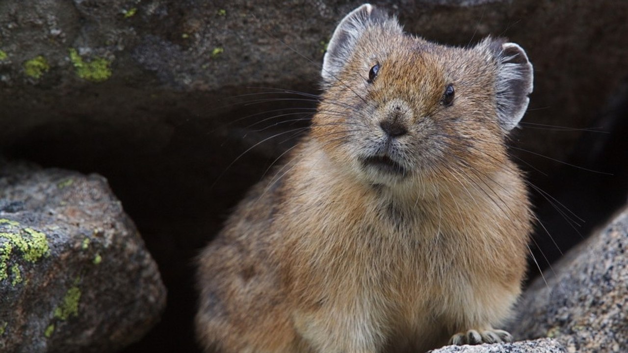 Cet adorable petit rongeur est au bord de l'extinction