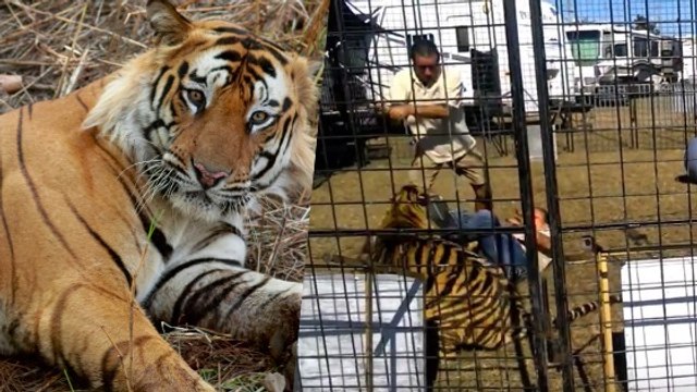 Un tigre du Bengale attaque sa dresseuse en plein numéro dans une foire de Floride