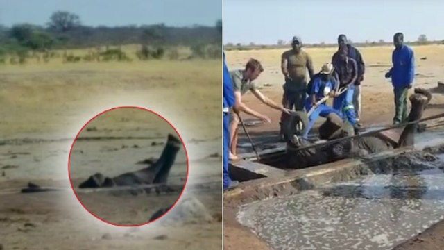 Le remarquable sauvetage d'un éléphant coincé les pattes en l’air au Zimbabwe