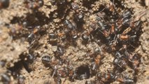 Une colonie de fourmis trouvée dans un bunker soviétique