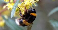 Pourquoi les bourdons bourdonnent-ils ? Des scientifiques révèlent leur secret