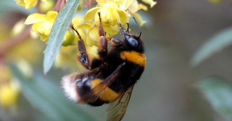 Pourquoi les bourdons bourdonnent-ils ? Des scientifiques révèlent leur secret