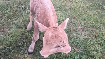 Lucky, le veau à deux têtes né dans une ferme du Kentucky
