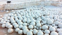De gigantesques boules de neige envahissent une plage de Sibérie