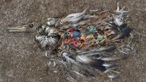 Voilà pourquoi les déchets plastiques sont encore plus dangereux qu'on ne pense pour les oiseaux