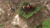 Séisme en Nouvelle-Zélande : trois vaches miraculées découvertes perchées au milieu d'un champ dévasté