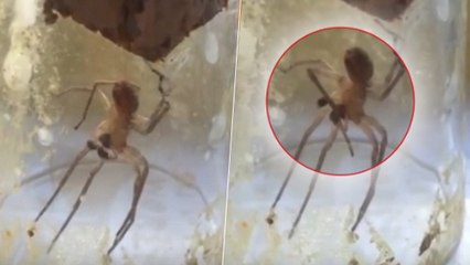 Quand une araignée utilise sa soie pour se fabriquer un plâtre sur sa patte cassée