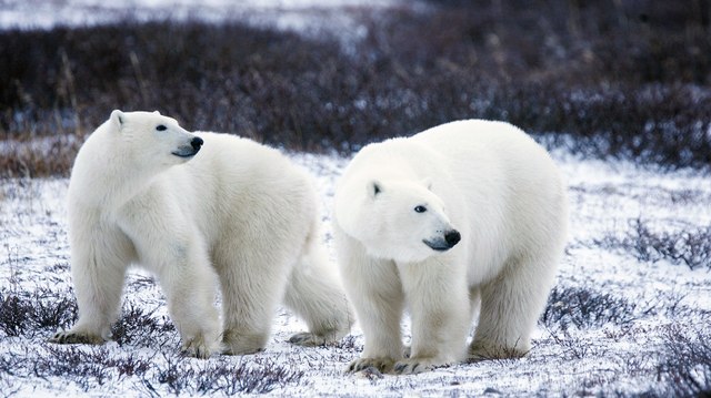 Assiégés par des ours polaires, des chercheurs se retrouvent bloqués dans une station en Arctique