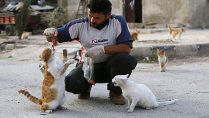 Ce Syrien a créé un sanctuaire pour s'occuper des chats abandonnés d'Alep