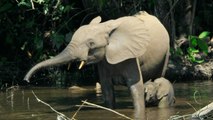 En Afrique, des éléphants sauvages ont appris comment éviter les braconniers