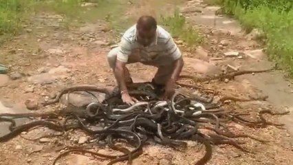 Mohammad Saleem, l'Indien qui sauve les serpents en les capturant et en les relâchant dans la jungle