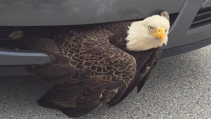 Le délicat sauvetage d'un pygargue retrouvé coincé dans la calandre d’une voiture