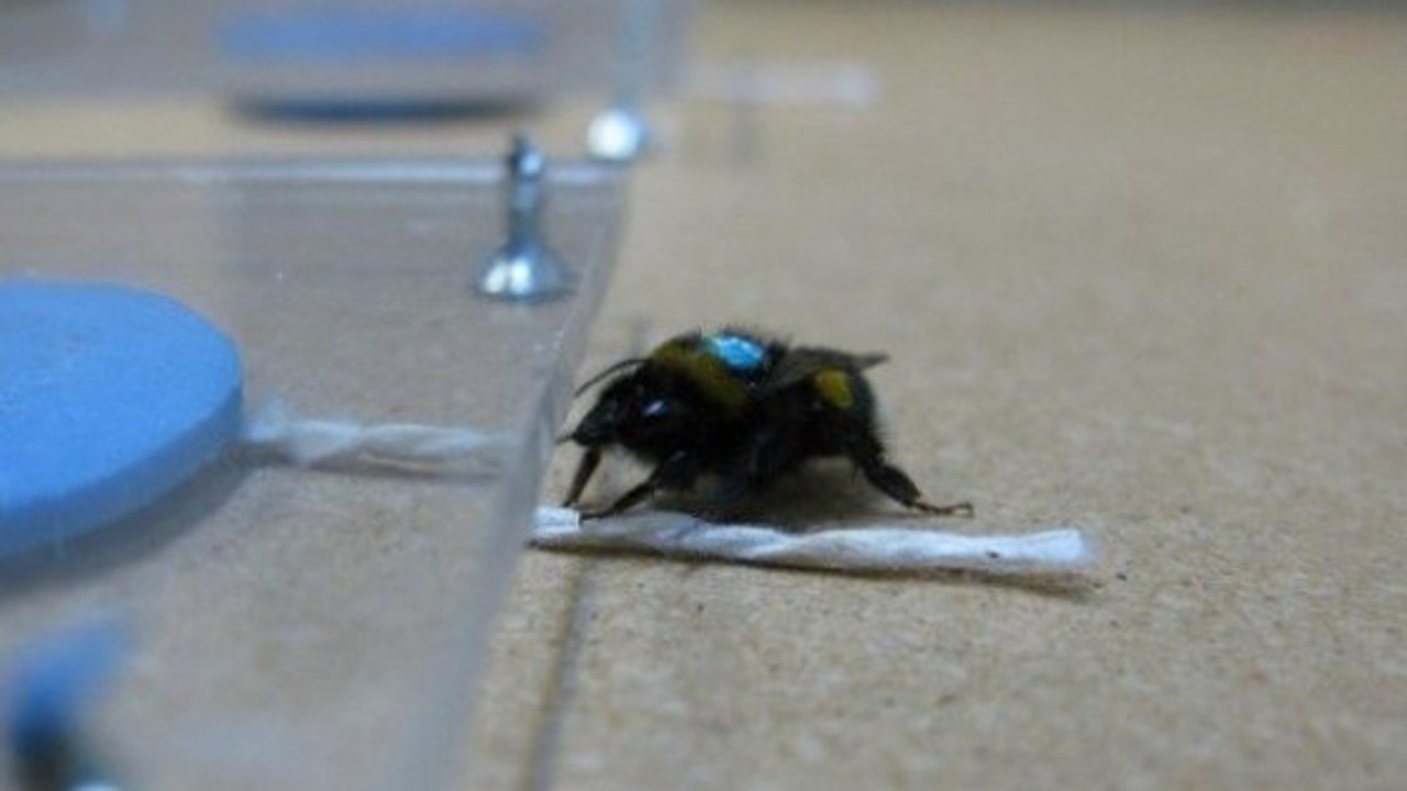 L'incroyable expérience du bourdon qui apprend à tirer sur une ficelle pour obtenir du nectar