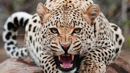 Un deuxième jaguar sauvage repéré aux Etats-Unis