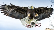 Quand un aigle neutralise un drone en plein vol aux Pays-Bas