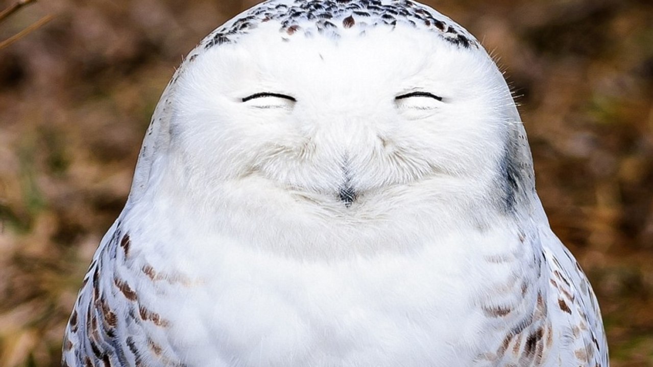 Découvrez les premières photos hilarantes du concours Comedy Wildlife Photography