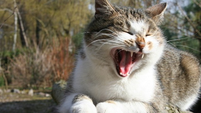 Voilà pourquoi les chats sont beaucoup plus expressifs qu'on ne pense