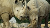 Cette société veut imprimer en 3D des cornes de rhinocéros pour dissuader les braconniers