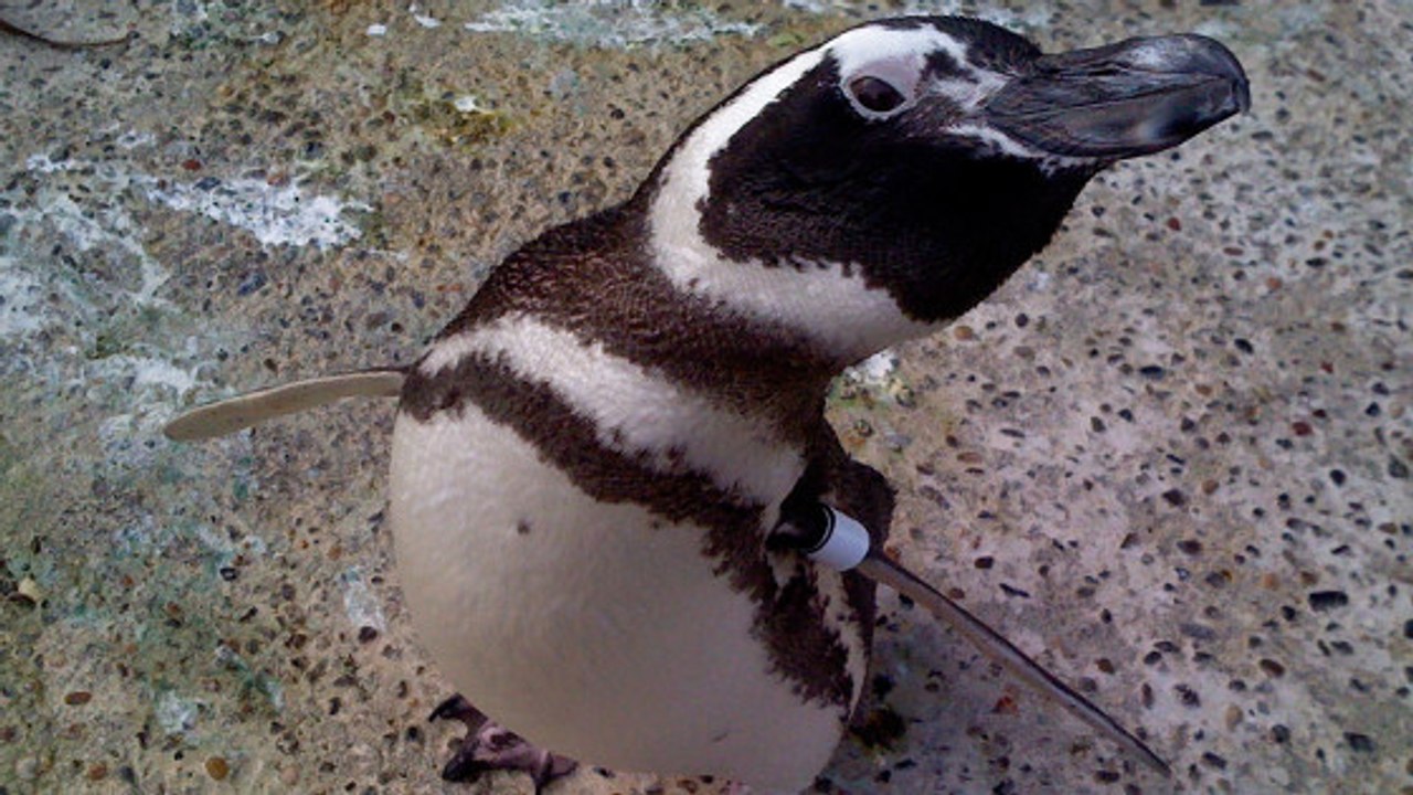 Des chercheurs observent la sélection naturelle en action chez des manchots de Magellan