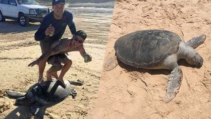 Deux Australiens pourraient écoper d'une lourde amende pour avoir "surfé" sur une tortue