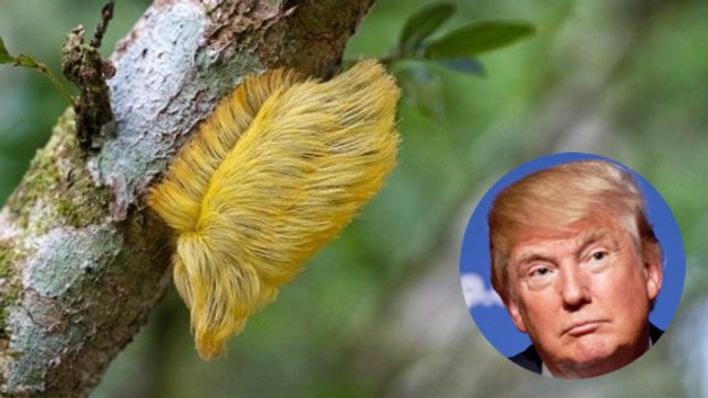 Quand un photographe rencontre une chenille toxique aux airs de Donald Trump