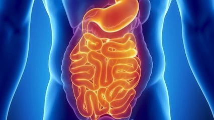 Les scientifiques ont-ils découvert un nouvel organe dans le corps humain ?