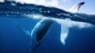 Un plongeur capture l'incroyable saut d’une baleine à bosse à quelques mètres de lui