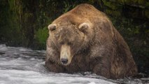 Voici Otis, l’ours brun le plus dodu du parc national de Katmai en Alaska