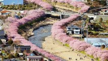 Kawazu, cette petite ville japonaise dont les cerisiers fleurissent avant tous les autres