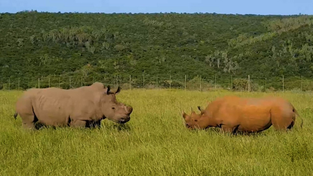 Une rare confrontation entre un rhinocéros noir et un rhinocéros blanc filmée en Afrique