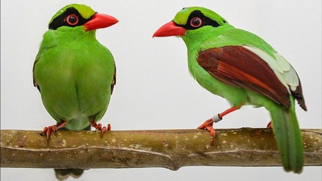 Quatre oiseaux rares et très menacés voient le jour au Royaume-Uni