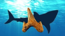 Des scientifiques découvrent un mystérieux requin préhistorique cousin du Mégalodon
