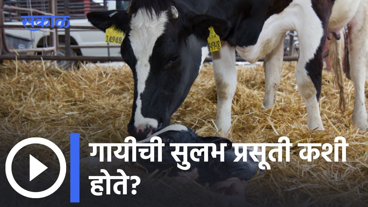 Calving In Cow: गायीची सुलभ प्रसूती कशी होते?
