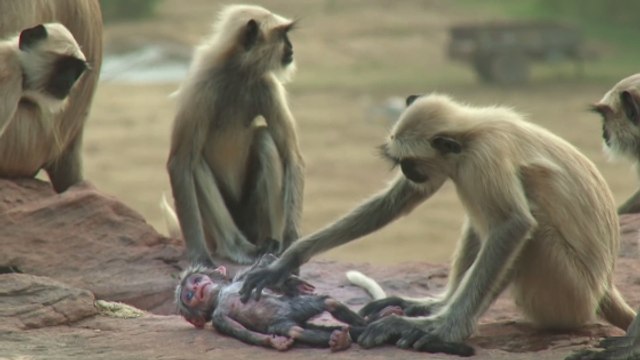 La touchante réaction d'un groupe de singes face à un petit robot espion