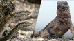 L’incroyable course-poursuite entre un jeune iguane et des serpents affamés