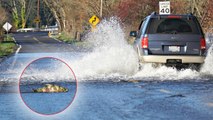 Quand des saumons se mettent à traverser une route inondée aux Etats-Unis